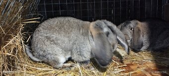 Králik -Francuzsky baran - 2