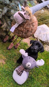 Steniatka Labrador - 2