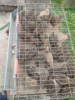 Prepelice prepelica - 2