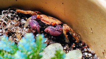 Kraby Geosesarma tiomanicum - 2