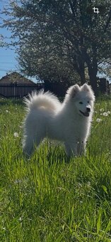 Samojed šteniatka na predaj - 2