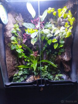 Terarium Exo Tetra - 2