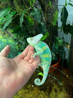 Chameleon jemenský - 2