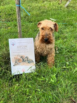 Welsh Terrier - 2