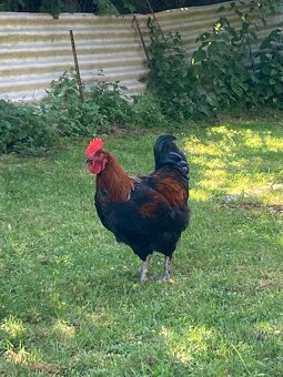 Marans medenokrká - 2