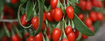 Goji Kustovnica čínska - 2