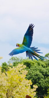 ARA - FREE FLYING - VOĽNÉ LIETANIE - 2