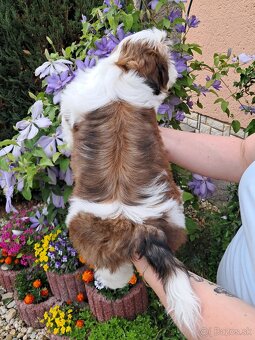 Shihtzu, shih-tzu - 2