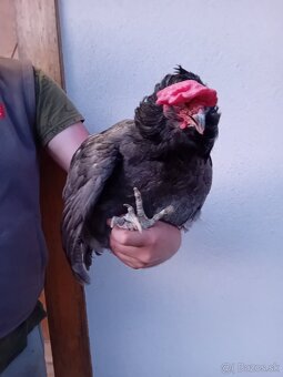 Araucana kohút - 2