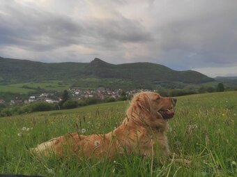 Zlatý retriever - 2