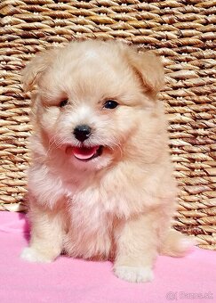 Maltipoo - 2