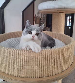 Britská bicolor mačička s PP už k odberu - 2