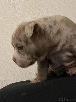 American bully pocket - 2