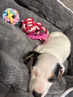 Jack Russell - 2