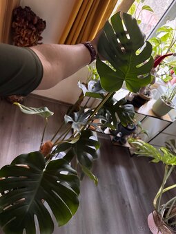 monstera deliciosa - 2