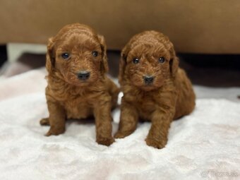 Pudel, pudlik toy/trpaslík - 2