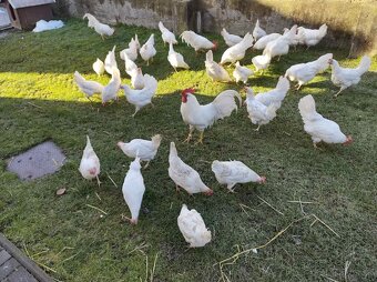 Predám nasadove vajička - 2