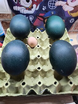 Predám vajcia EMU - 2