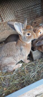 Samicky,samce krizence burgunsky - 2