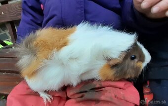 Morské prasiatka - 2