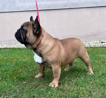 Francouzsky buldoček s PP - psík - 2