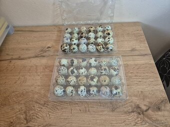 Prepeličie vajicka - 2