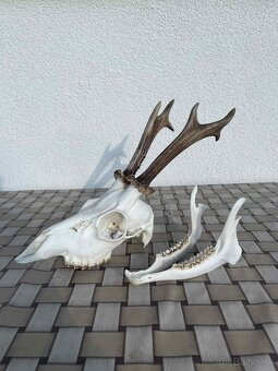 Poľovnícke trofeje - 2