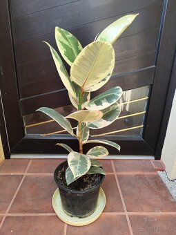 Fikus, zamiokulkas - 2