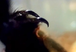 Tarantula,vtackar - 2