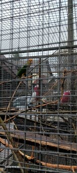 Amazonik bielobruchy - 2