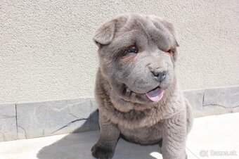 Crossbreed moloser - 2