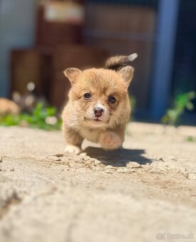 Corgi - 2