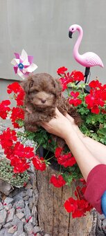 Maltipoo pudel - 2