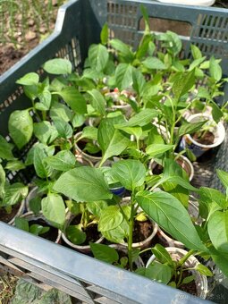 Priesady (planty) na predaj - 2