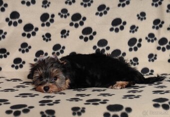 Yorkshire terrier - 2
