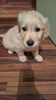Zlatý Retriever - 2