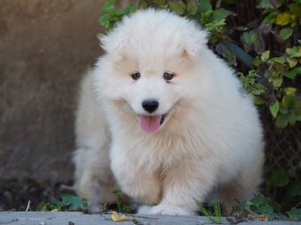 Samojed šteniatka bez PP - 2