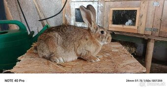 Predám burgunsky hylla český strakac - 2