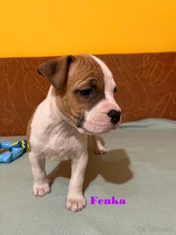 Americky Stafordšírský Terier šteniatka s PP - 2