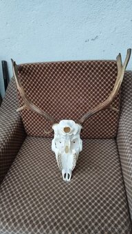 Predám trofej Daniela parožie zhody trofeje. - 2