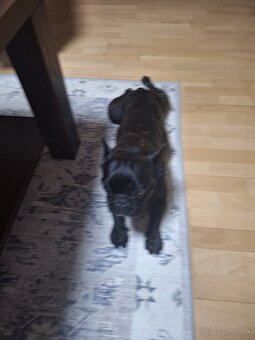 Francuzsky buldoček - 2