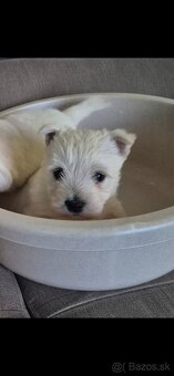 Predam Westika fenku - 2