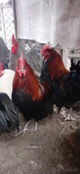 Kohúti maranské medenokrké - 2