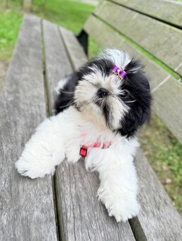 Shih-Tzu šteniatka - 2