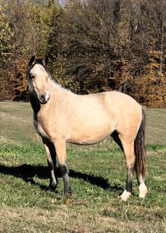 Welsh cob D kobyla s PP - 2