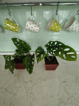 Monstera adansonii (Monkey mask) - 2