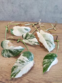 Monstera Albo - 2