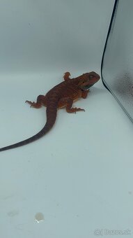 Rezervované  Monster Agama Bradata- SAMICA - 2