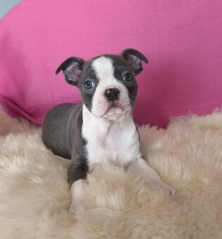 Bostonský teriér  Modré šteniatka z PP - 2