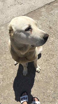 Stredoázijský ovčiak - 2